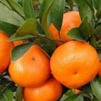 Orange, New South Wales