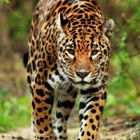 Jaguar (Leopard)