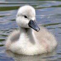 Cygnet (Swan)
