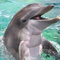 Did you know that dolphins are just gay sharks?