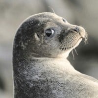 Seal (Sea Lion)