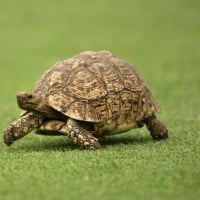 Tortoise (Turtle)