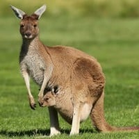 Kangaroo (Wallaby)