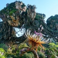 Pandora - The World of Avatar (Disney's Animal Kingdom