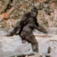 Bigfoot escaped extinction and is Gigantopithecus's distant relative