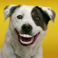 Dogs with human teeth (Dentastix)