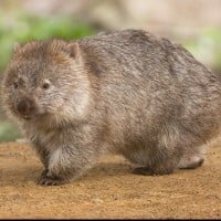 Wombat (Beaver)