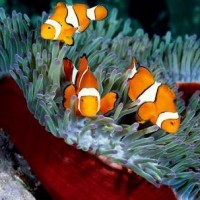 The Clown Fish and the Sea Anemone