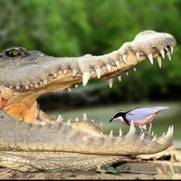 The Plover Bird and the Crocodile