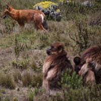 The Wolf and the Gelada Monkey