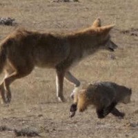 The Badger and the Coyote