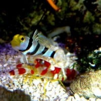 The Pistol Shrimp and the Goby Fish
