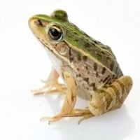 Frog (Toad)