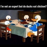 Donald, Huey, Louie, and Dewey eat a chicken